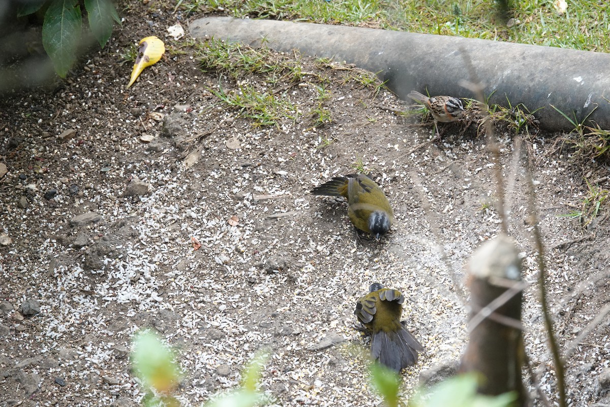 Large-footed Finch - ML641443780