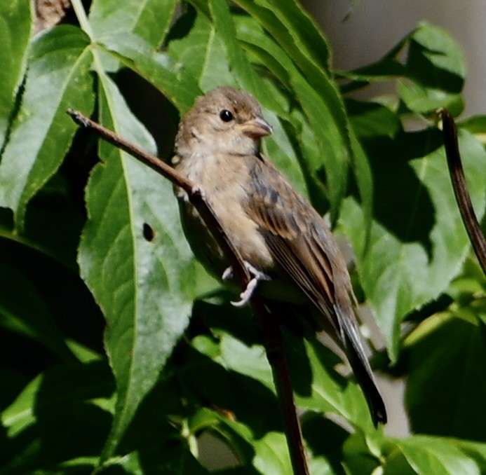 Indigo Bunting - ML641443825
