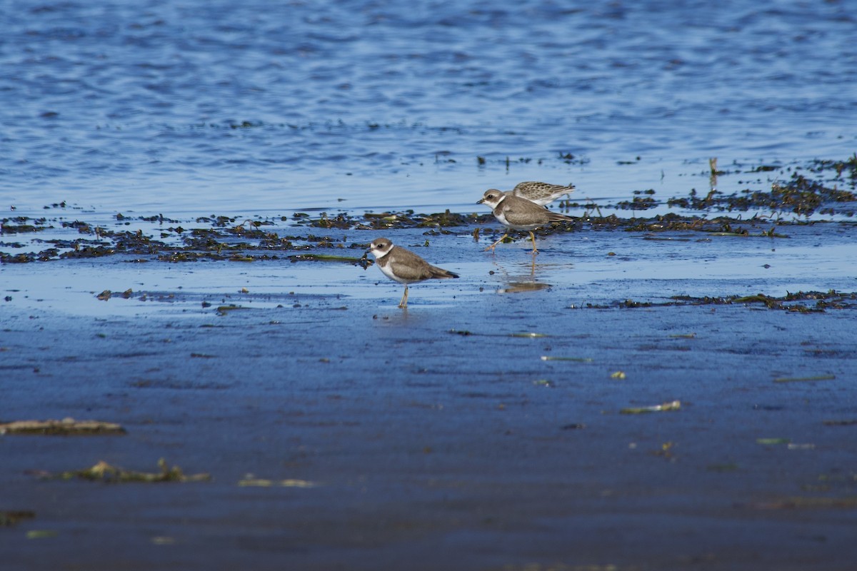 Semipalmated Plover - ML641443852