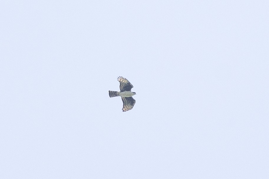 Cassin's Hawk-Eagle - ML641443864