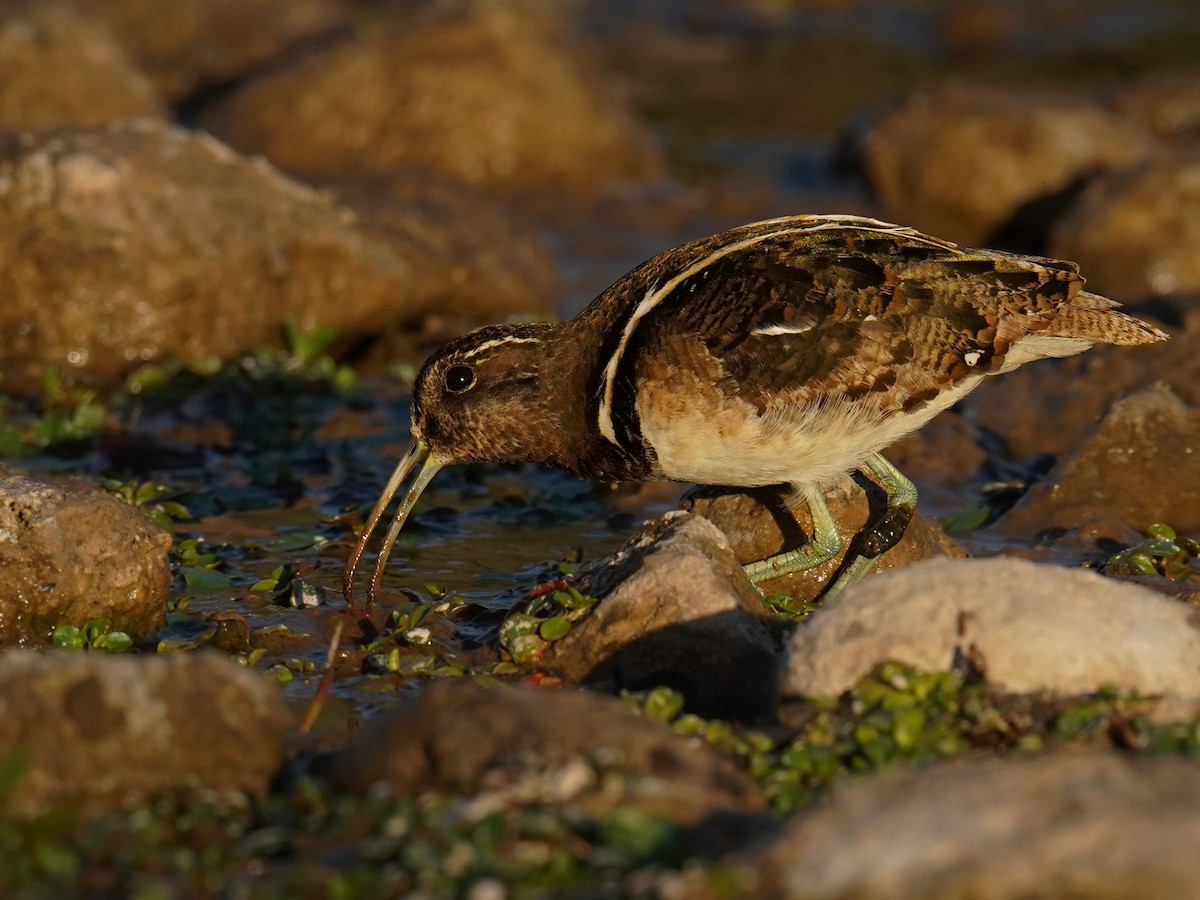 South American Painted-Snipe - ML641443940