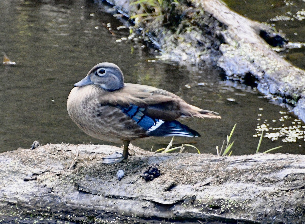 Wood Duck - ML641443946