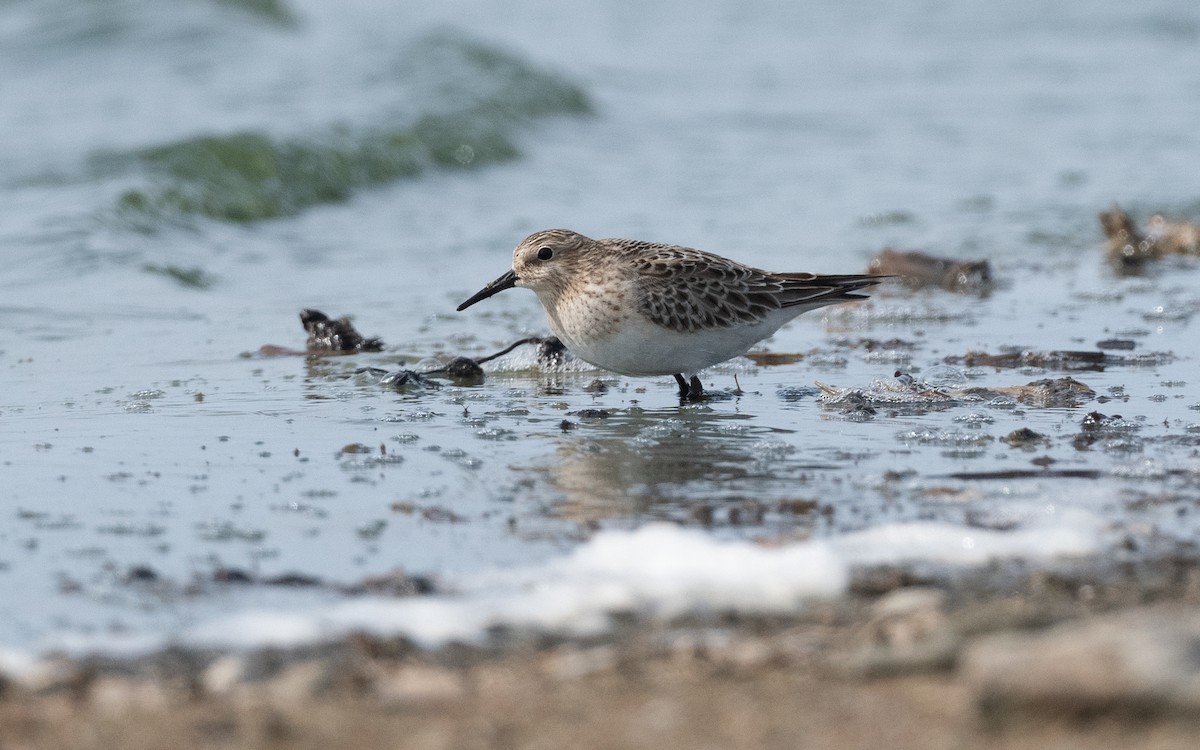 Baird's Sandpiper - ML641443958