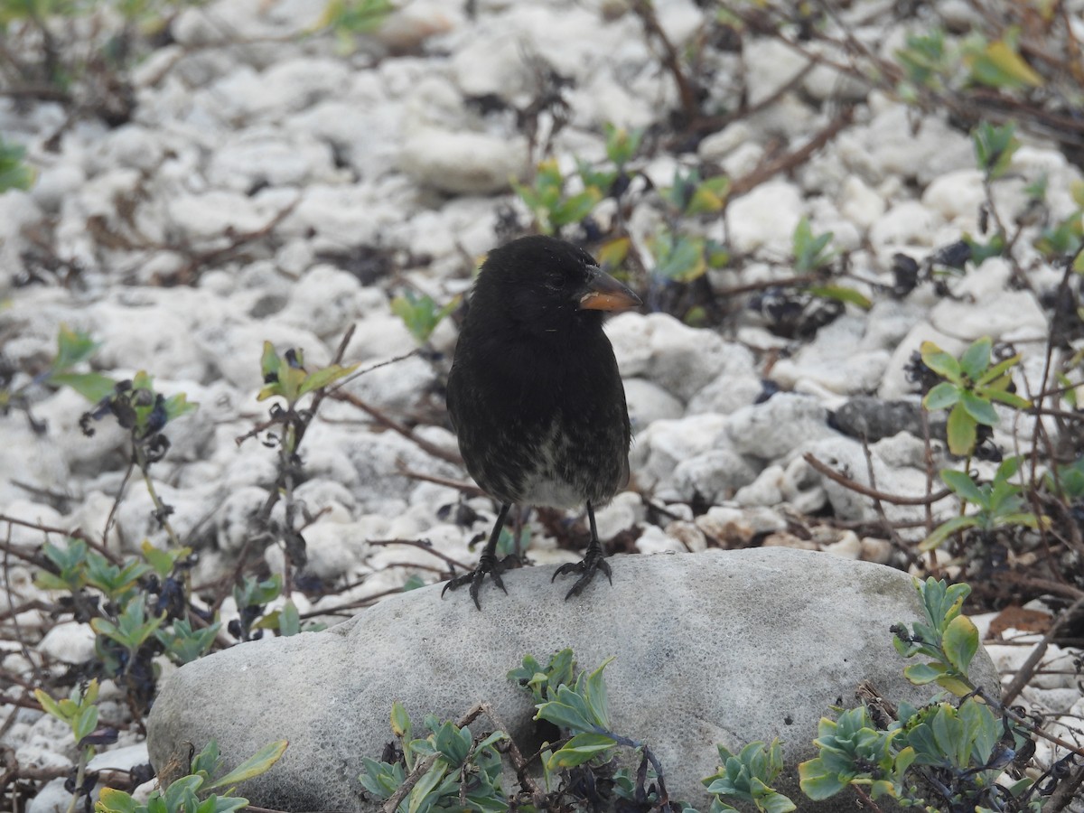 Genovesa Cactus-Finch - ML641443961