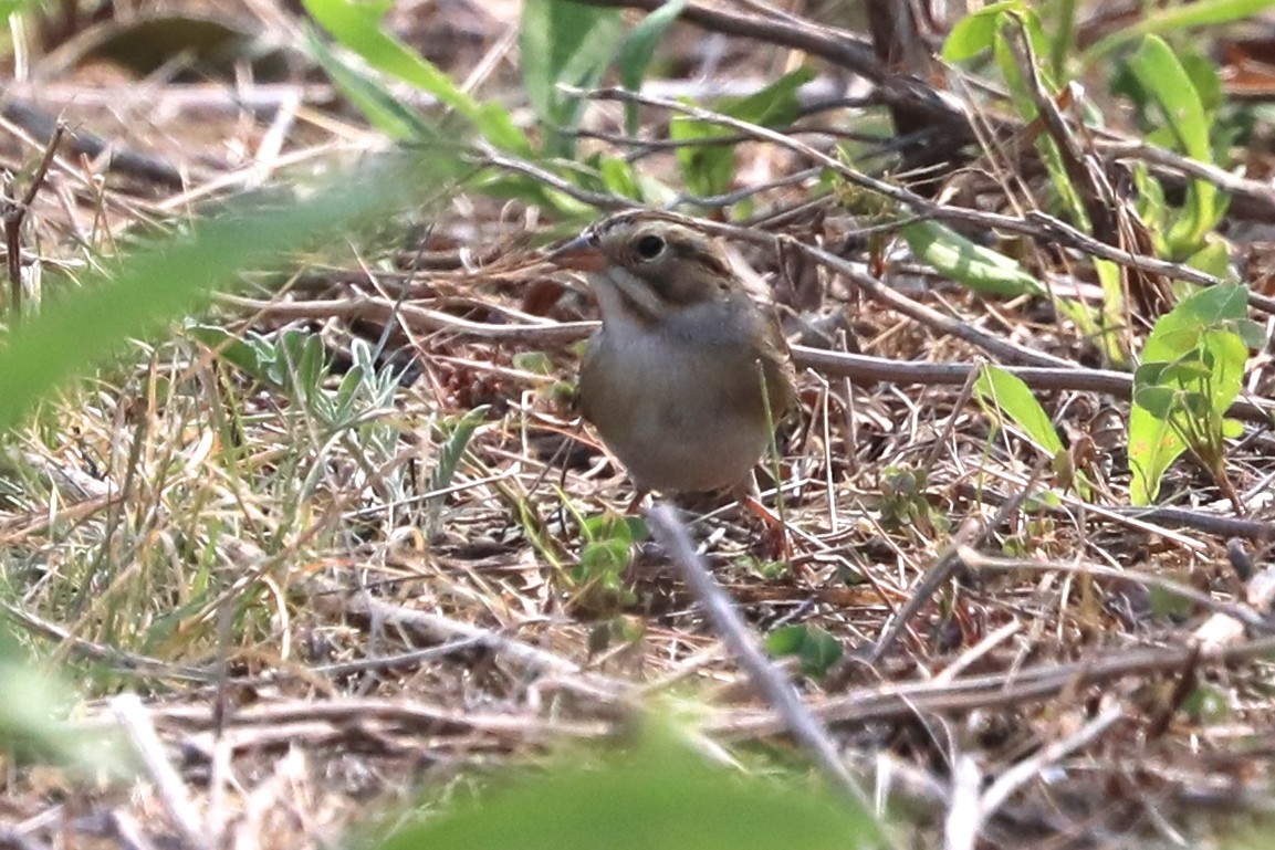 Clay-colored Sparrow - ML641443974