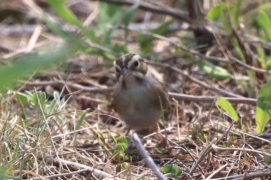 Clay-colored Sparrow - ML641443975