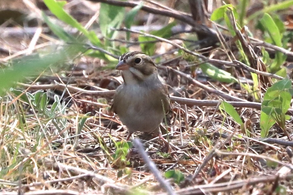 Clay-colored Sparrow - ML641443976
