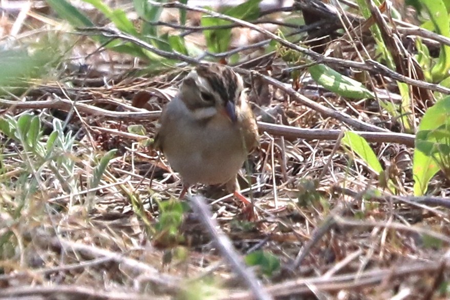 Clay-colored Sparrow - ML641443977