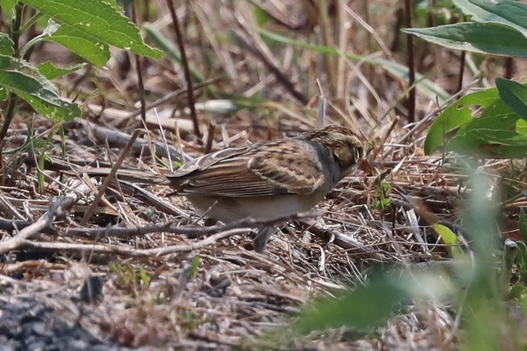 Clay-colored Sparrow - ML641443978