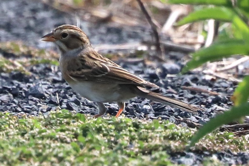 Clay-colored Sparrow - ML641443979