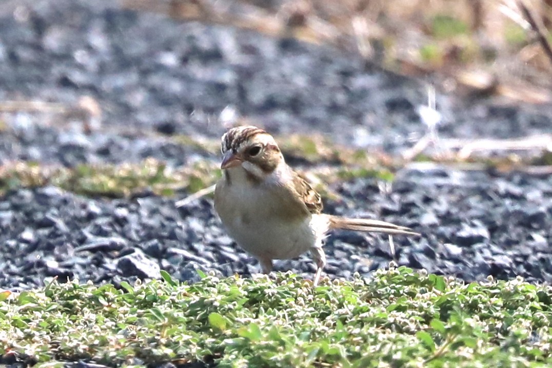 Clay-colored Sparrow - ML641443980