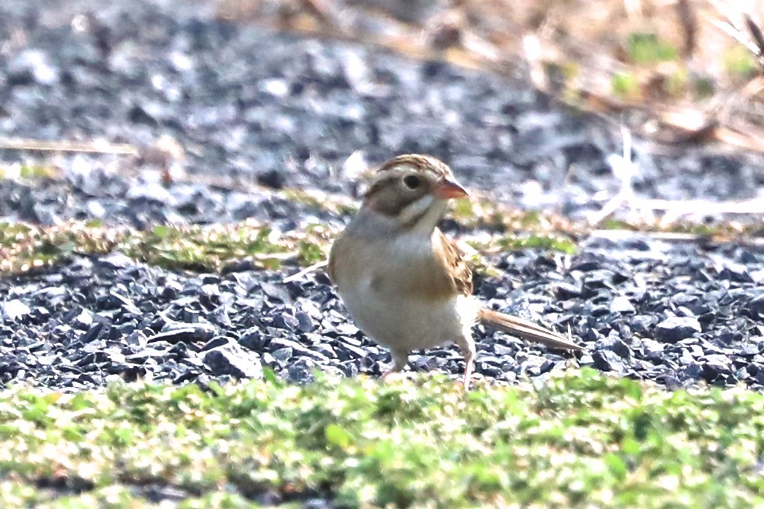 Clay-colored Sparrow - ML641443981