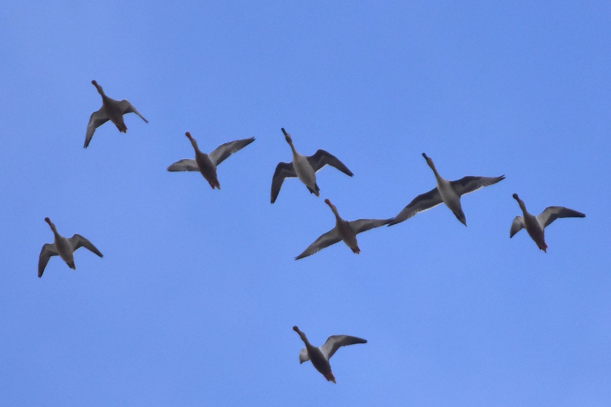 lžičák pestrý - ML641444110