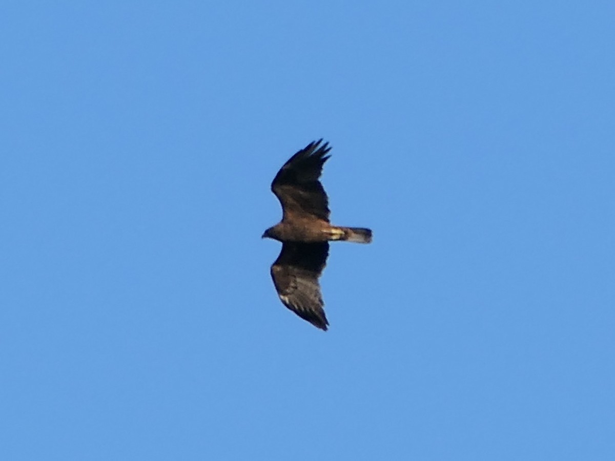 Booted Eagle - ML641444117