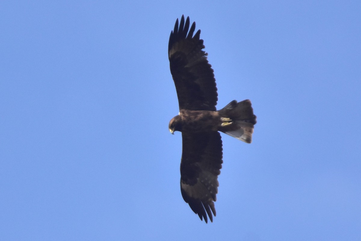 orel nejmenší - ML641444140