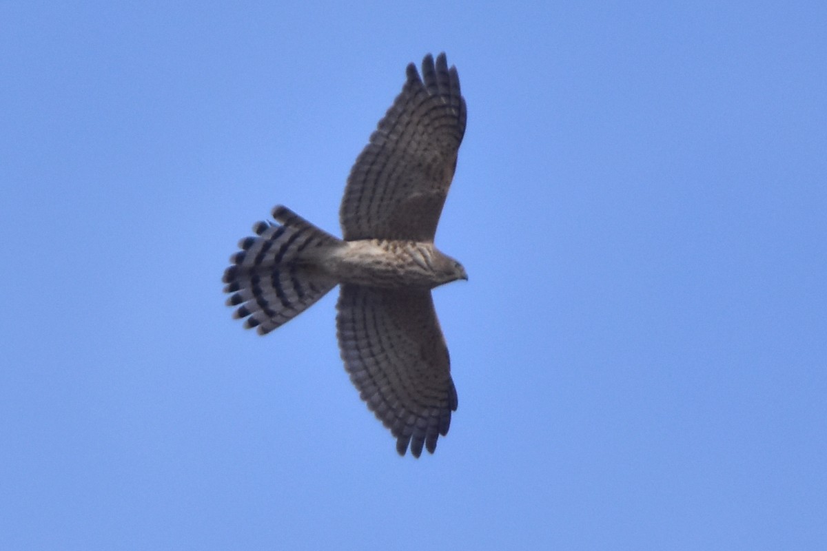 krahujec šikra - ML641444152