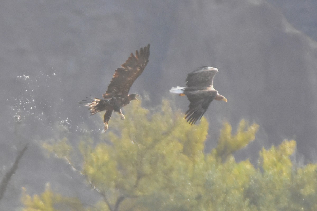 orel mořský - ML641444155