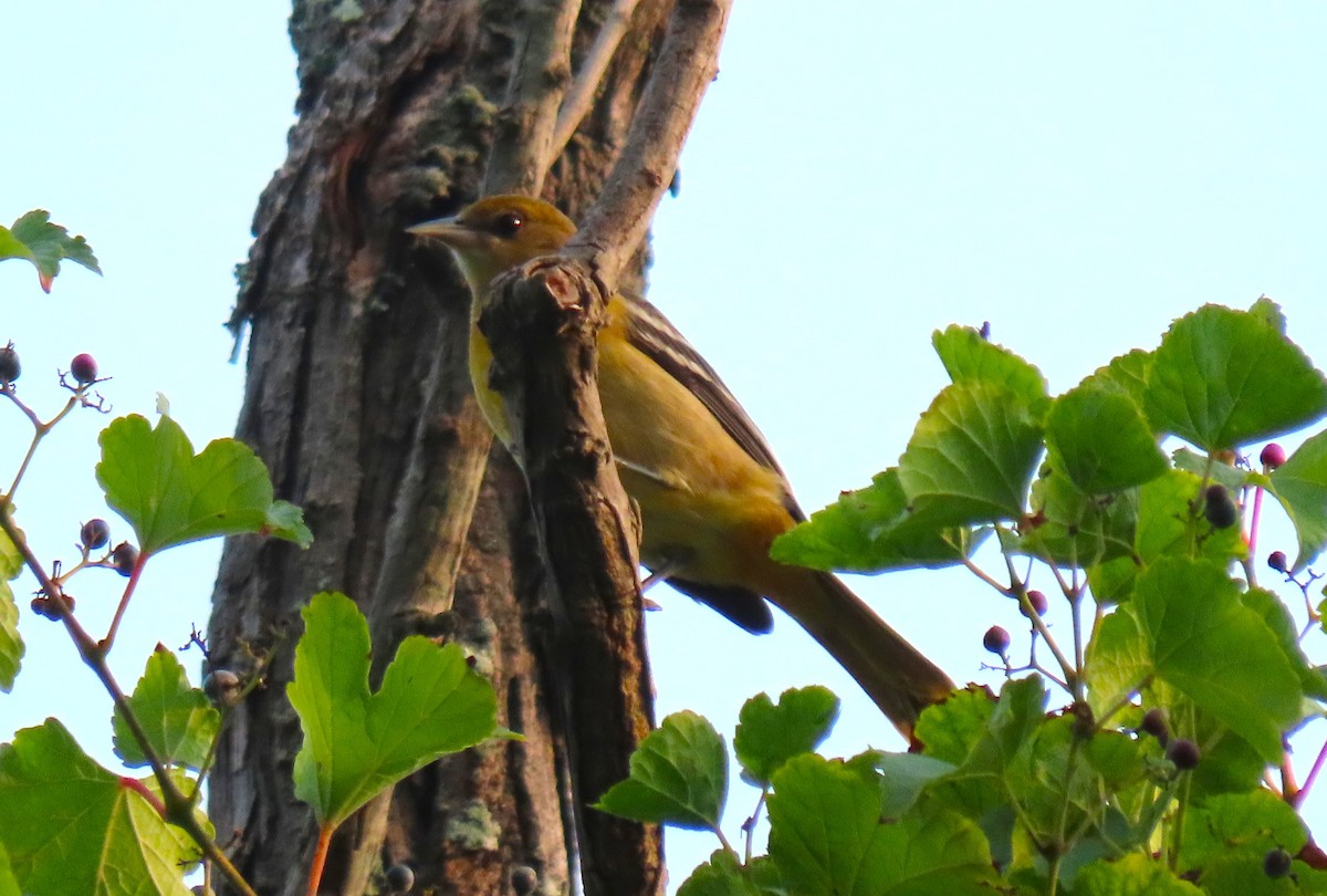 Baltimore Oriole - ML641444186