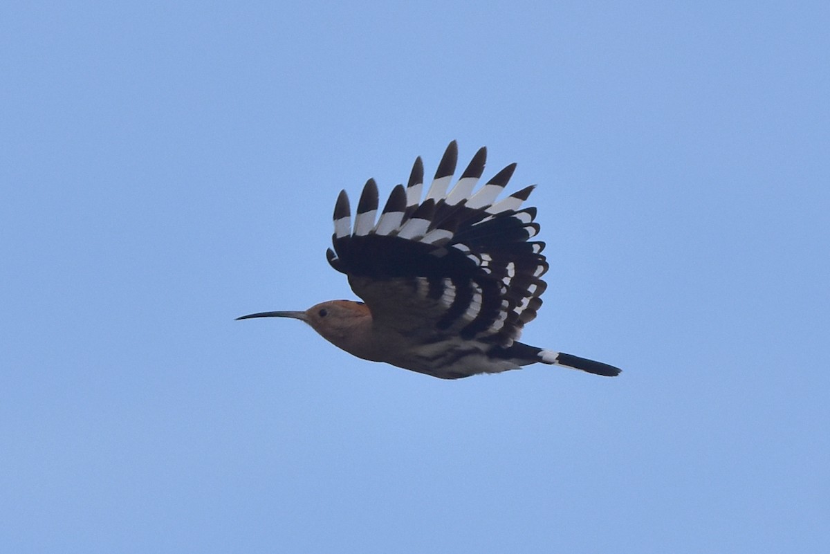 dudek chocholatý - ML641444202