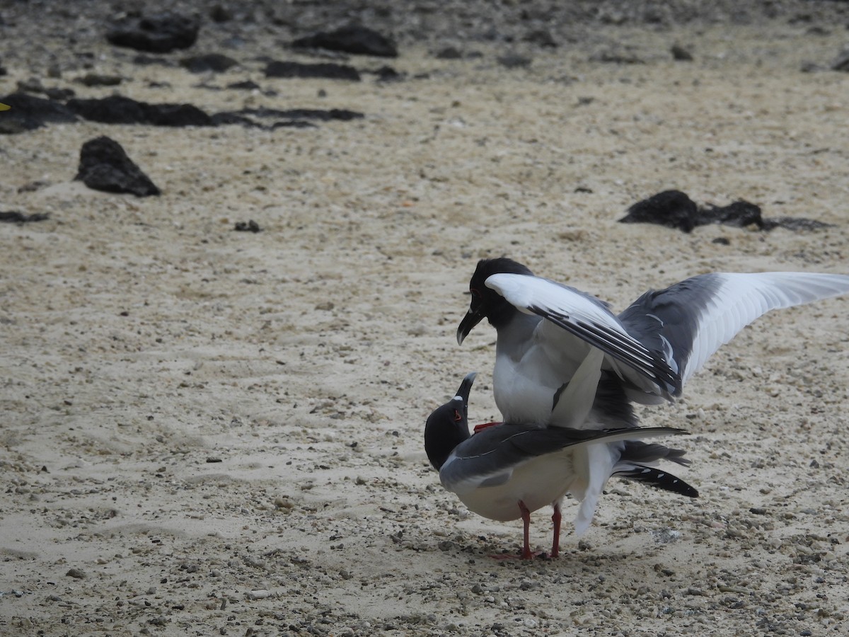Swallow-tailed Gull - ML641444204