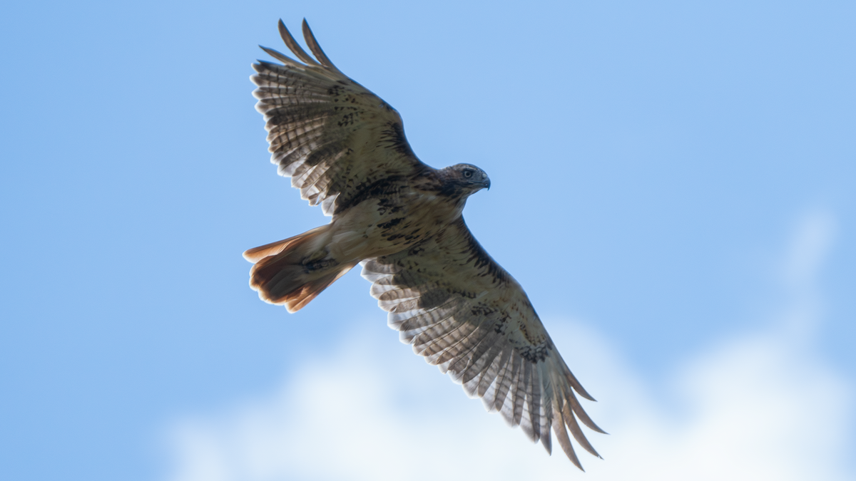 Red-tailed Hawk - ML641444207