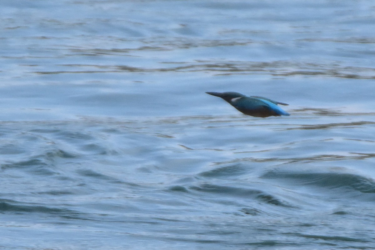 ledňáček říční - ML641444208