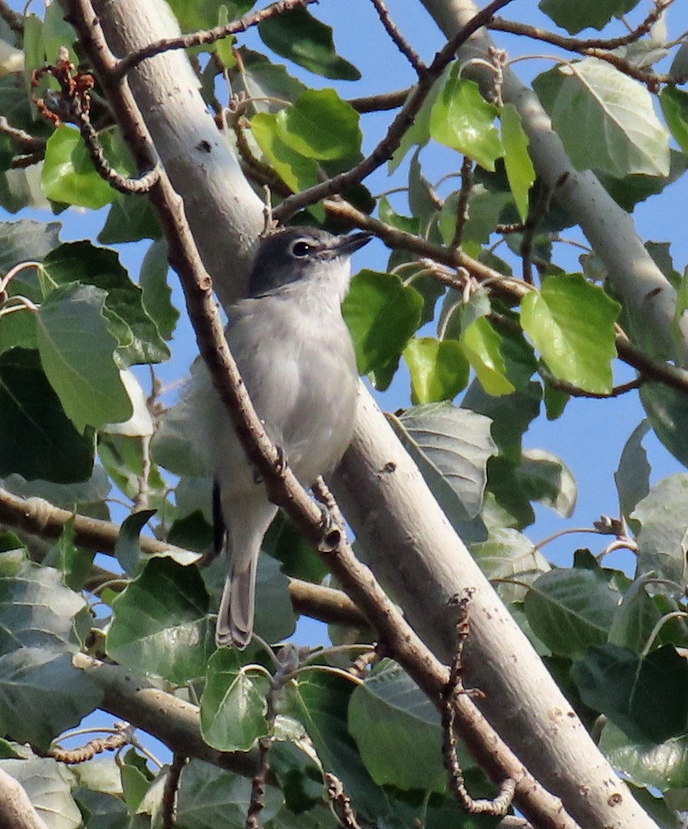 Plumbeous Vireo - ML641444215