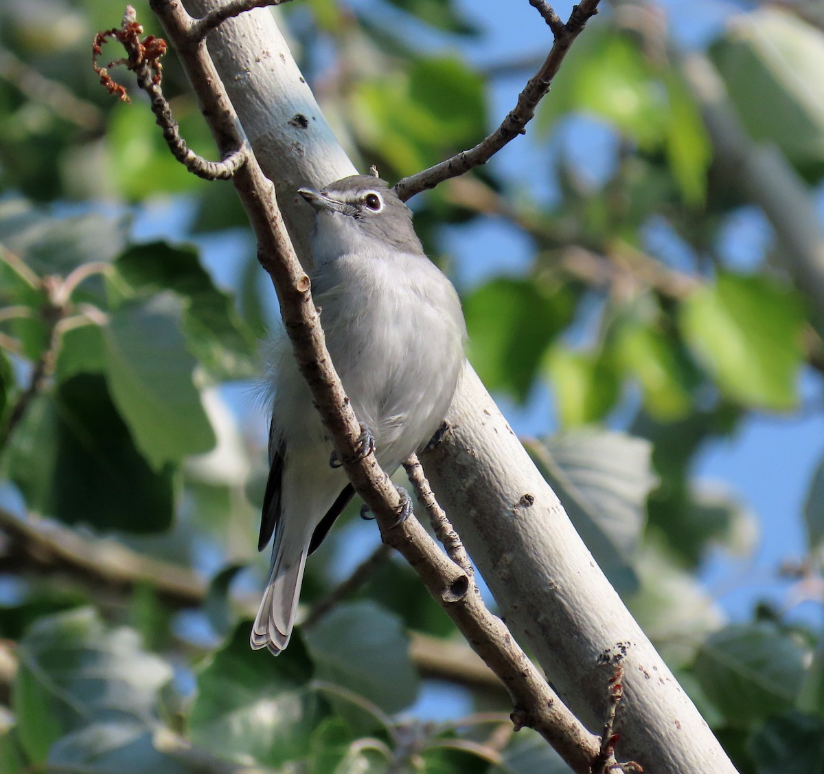 Plumbeous Vireo - ML641444217