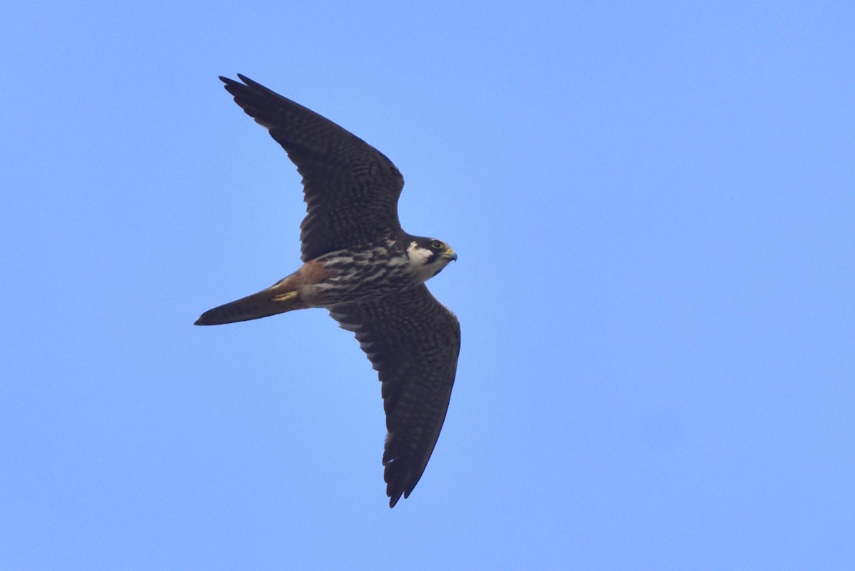 ostříž lesní - ML641444226