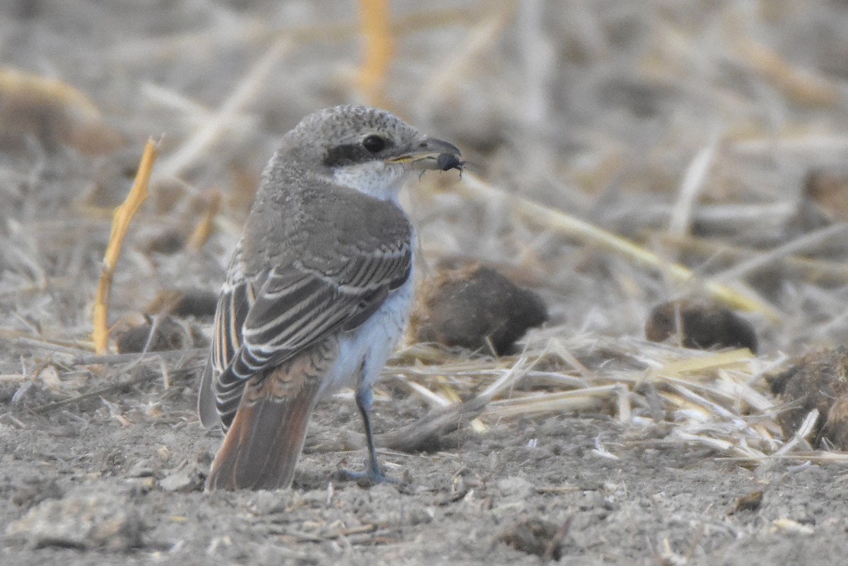 Red-tailed Shrike - ML641444231