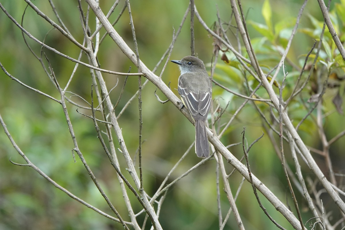 Pale-edged Flycatcher - ML641444252