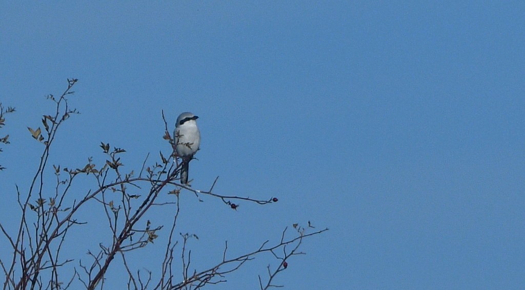 Great Gray Shrike - ML641444260