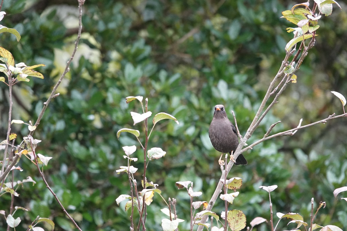 Sooty Thrush - ML641444262