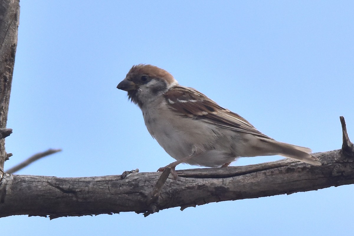 vrabec polní - ML641444292