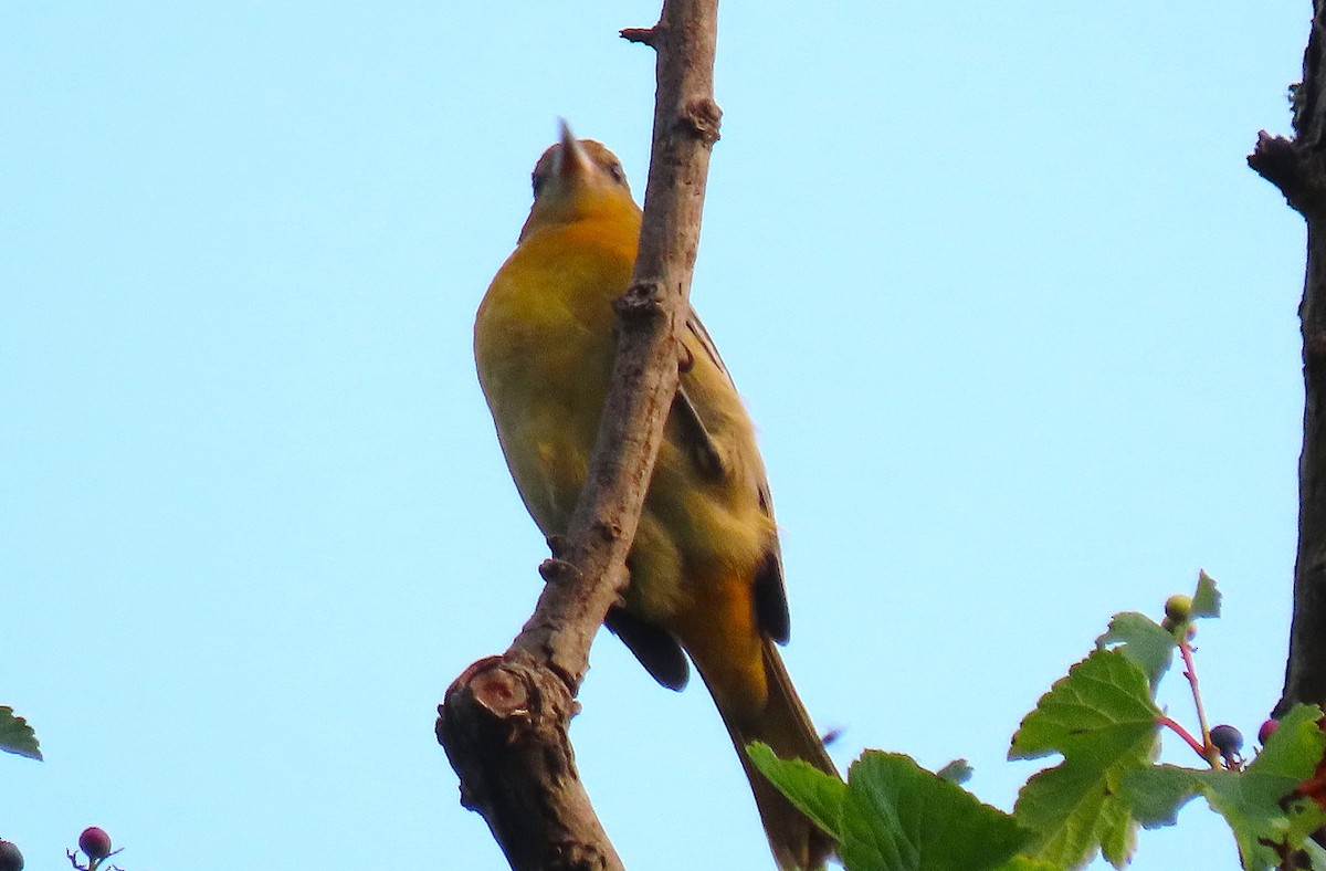 Baltimore Oriole - ML641444297