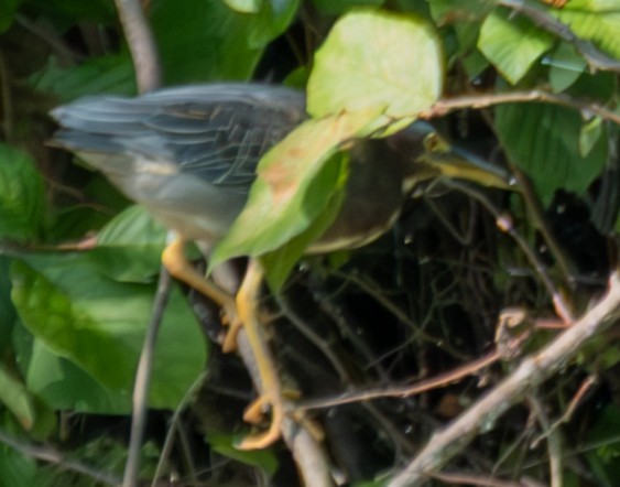 Green Heron - ML641444319