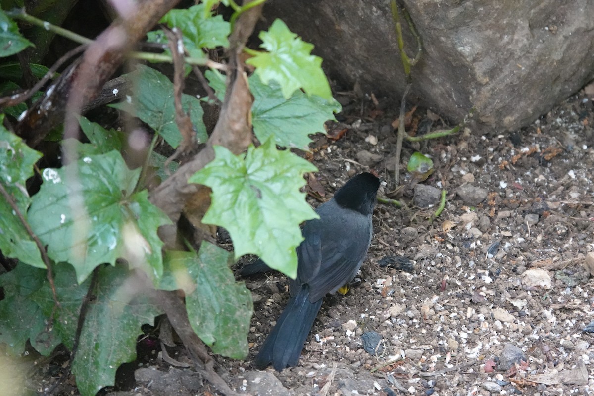 Yellow-thighed Brushfinch - ML641444340