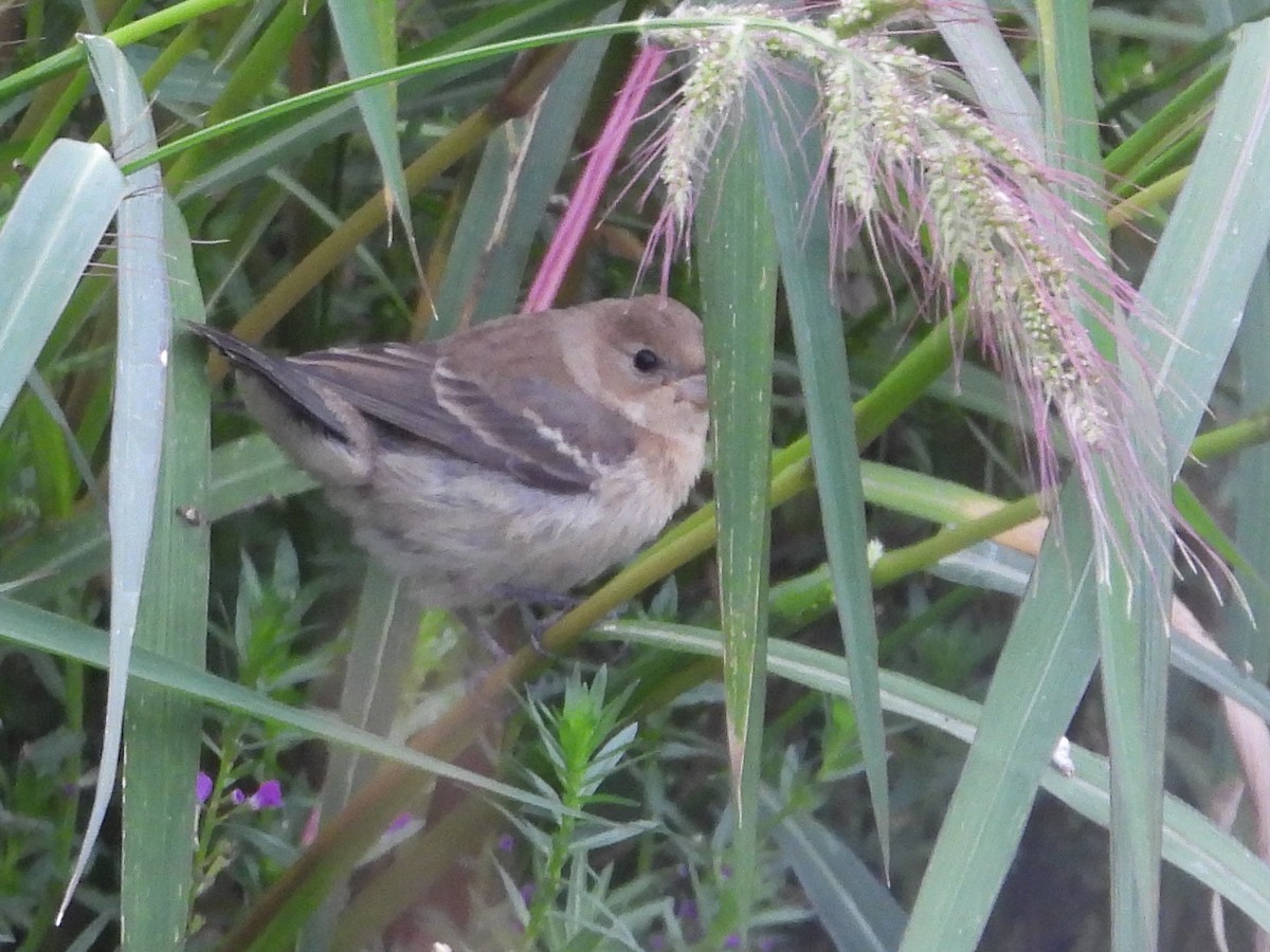 lazulispurv/indigospurv - ML641444346