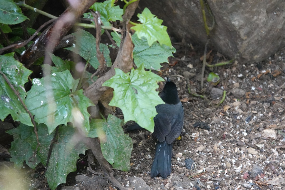 Yellow-thighed Brushfinch - ML641444347