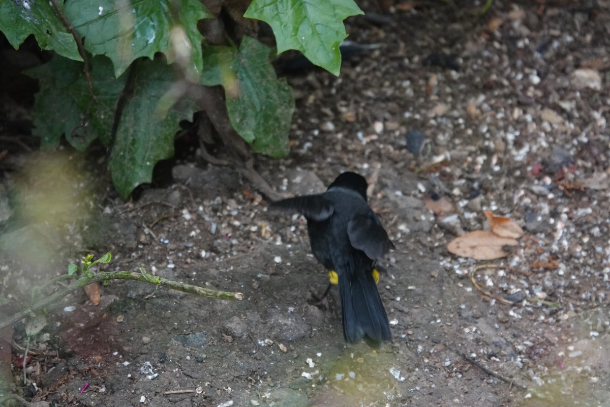 Yellow-thighed Brushfinch - ML641444357