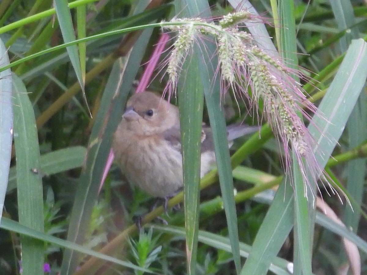 lazulispurv/indigospurv - ML641444359