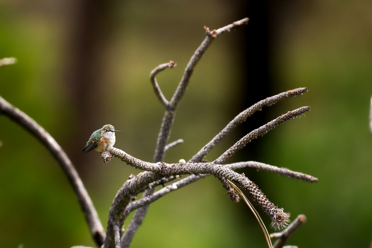 Broad-tailed Hummingbird - ML641444367