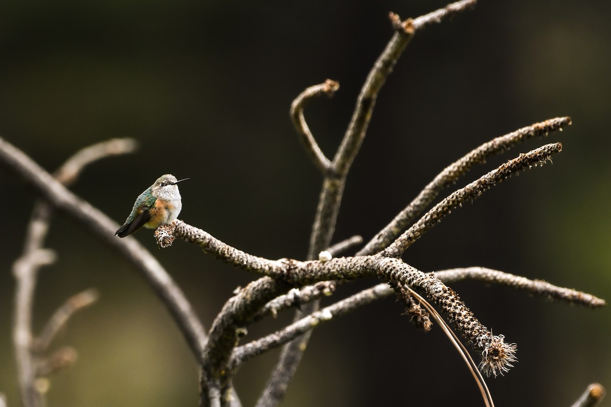Broad-tailed Hummingbird - ML641444368
