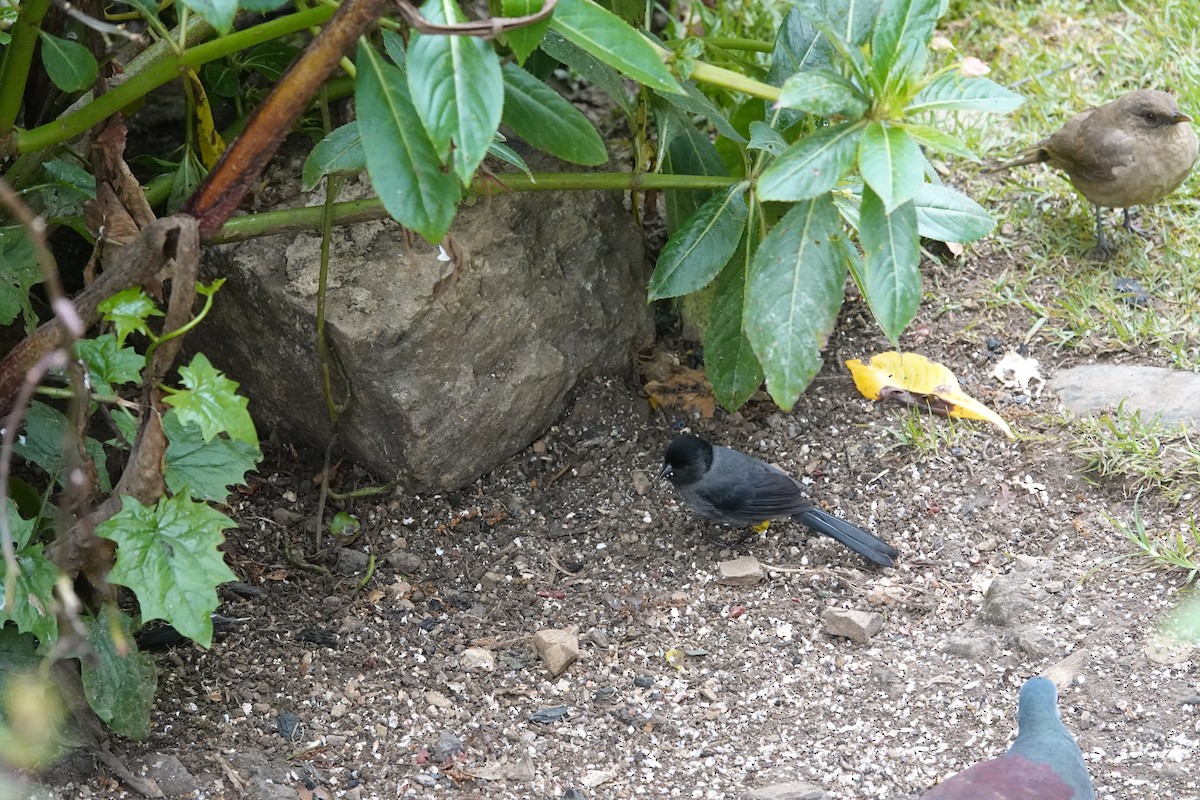 Yellow-thighed Brushfinch - ML641444376