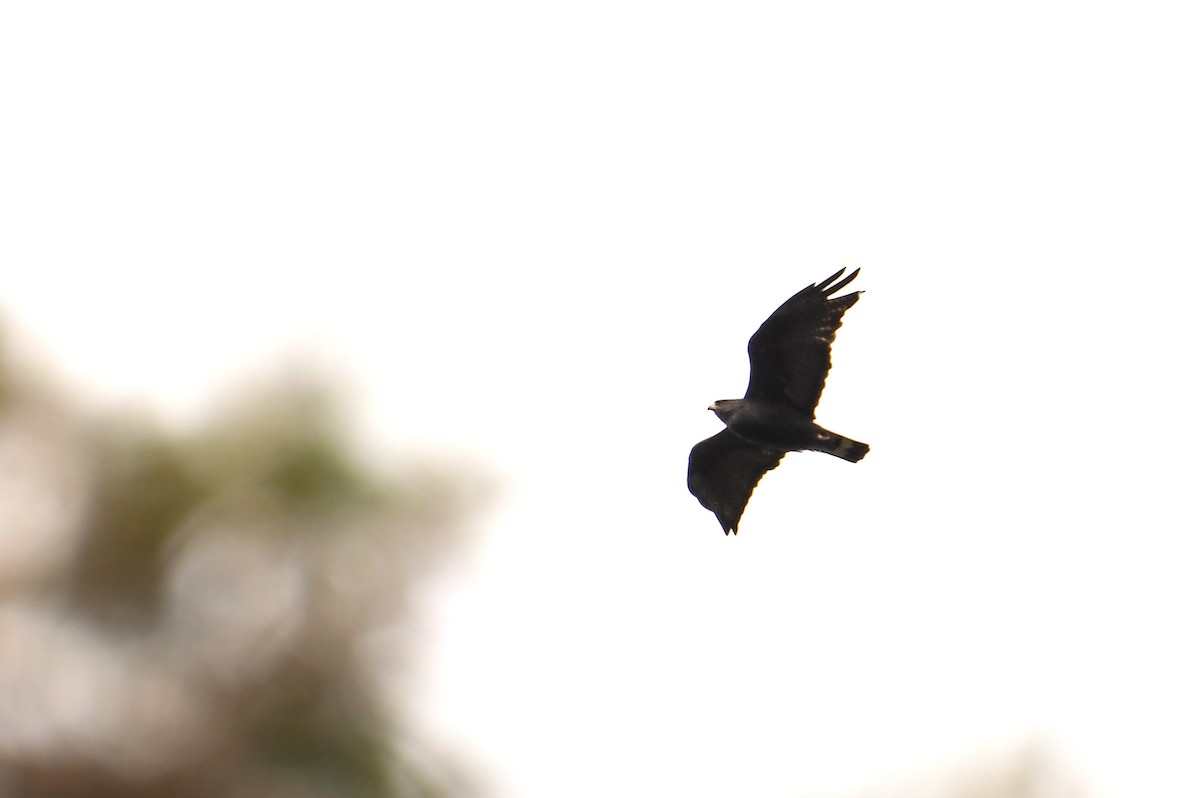 Zone-tailed Hawk - ML641444381