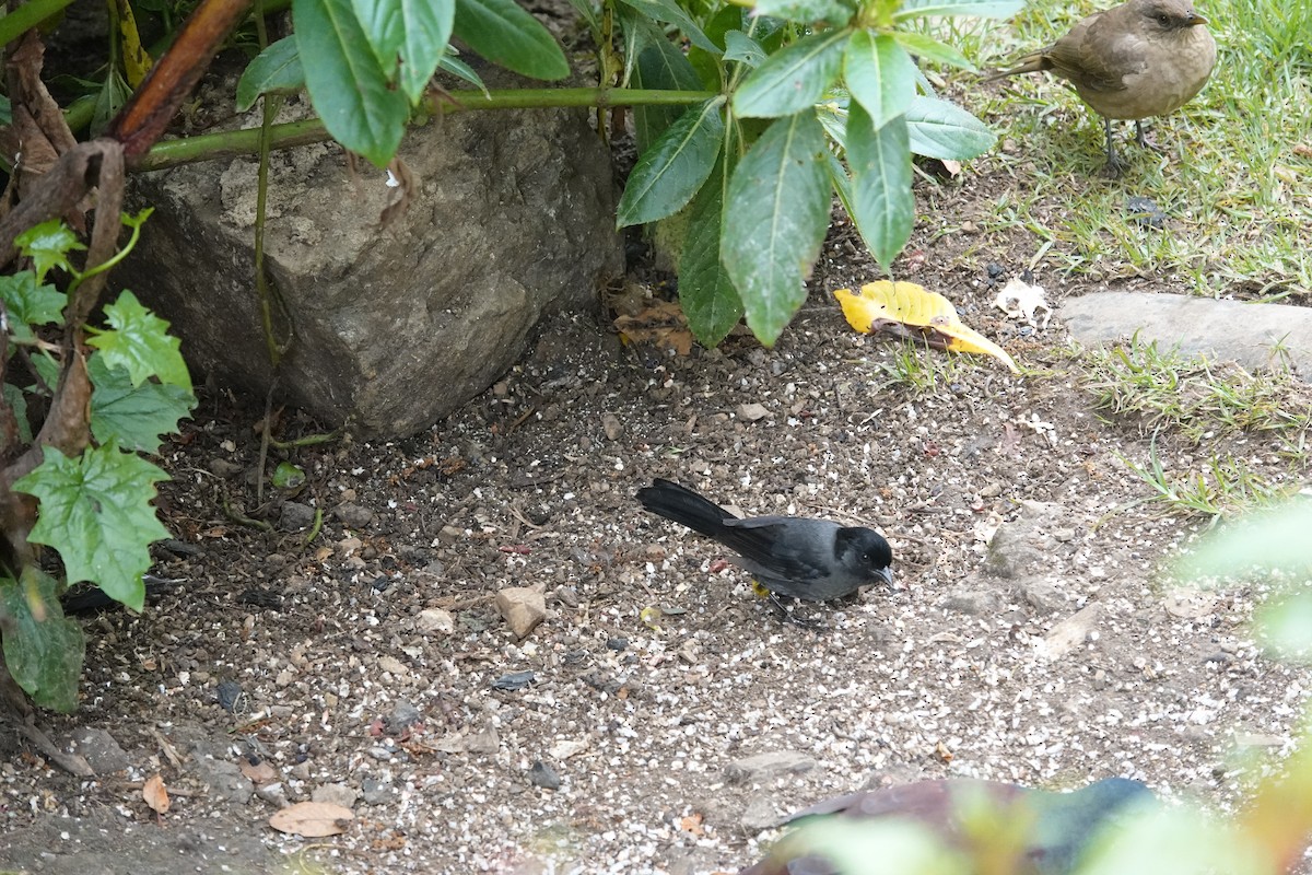 Yellow-thighed Brushfinch - ML641444389