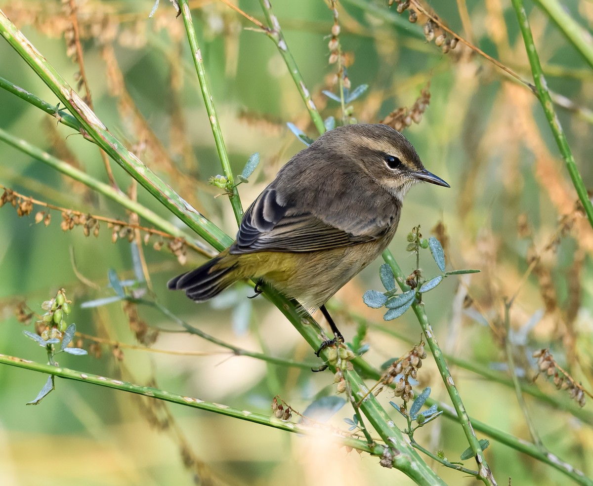 Palm Warbler - ML641444447