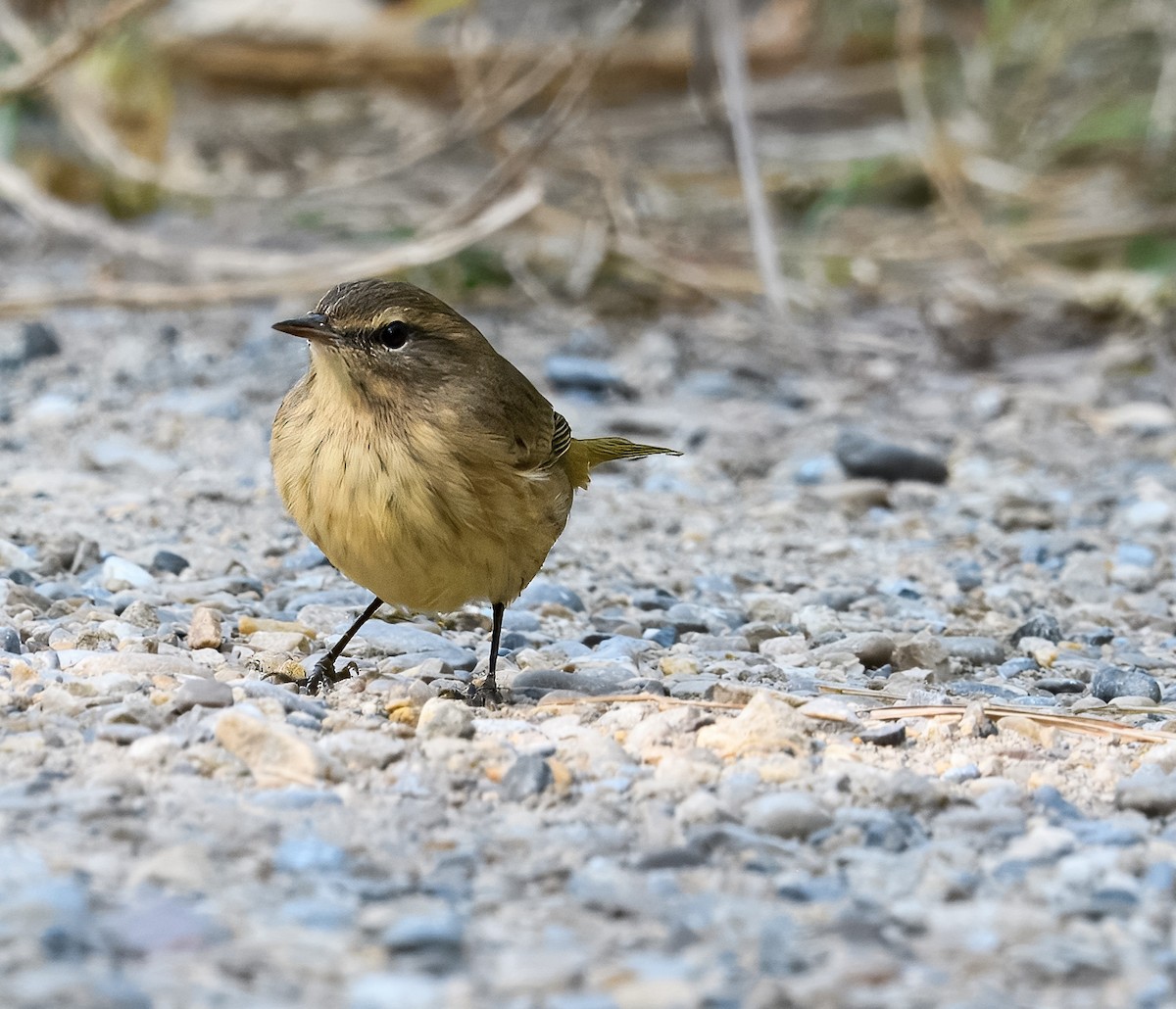 Palm Warbler - ML641444459