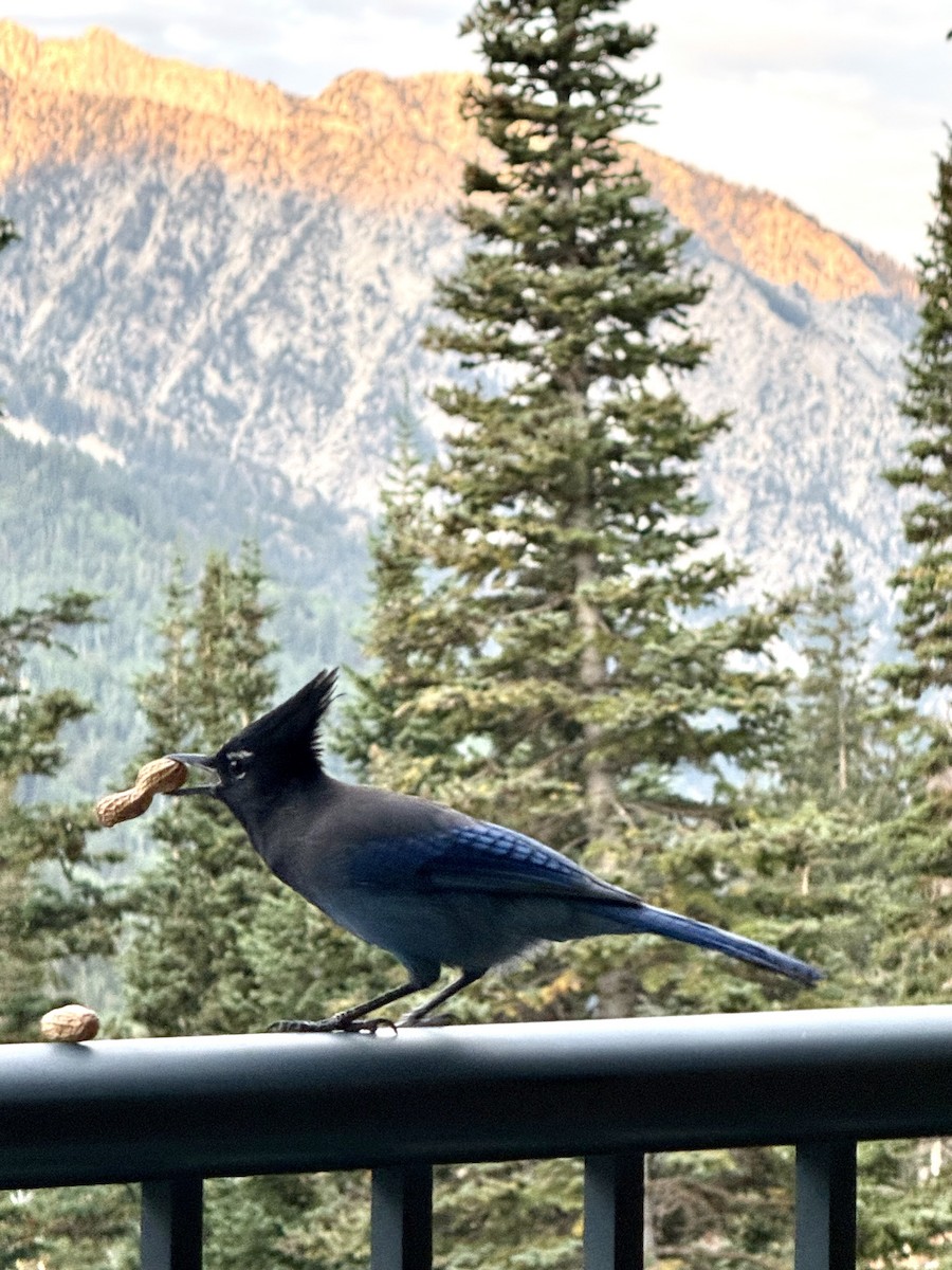 Steller's Jay - ML641444476