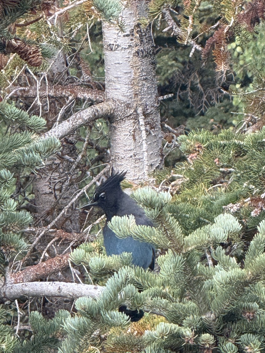 Steller's Jay - ML641444477